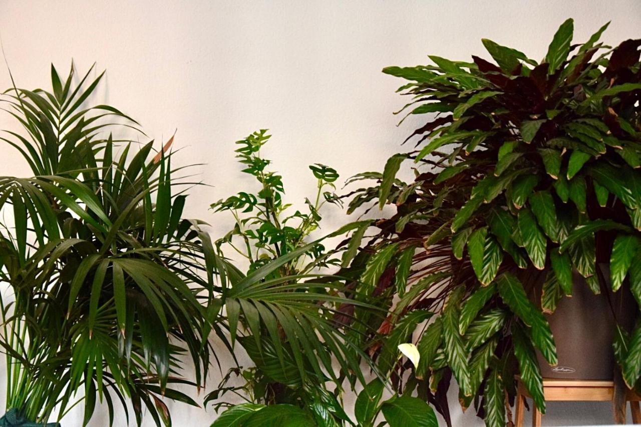 Greenbnbs: Cozy Urban Jungle In The City Centre Essen Exteriör bild